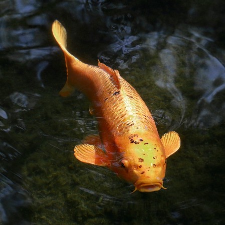 Пленка водоем